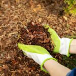 Beginner Gardening: Mulching Your Garden in 5 Easy Steps