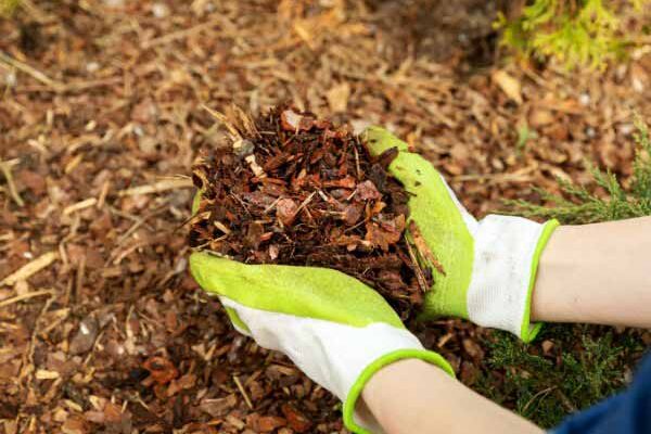 Beginner Gardening: Mulching Your Garden in 5 Easy Steps