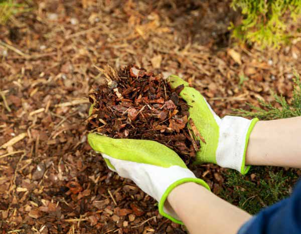Beginner Gardening: Mulching Your Garden in 5 Easy Steps