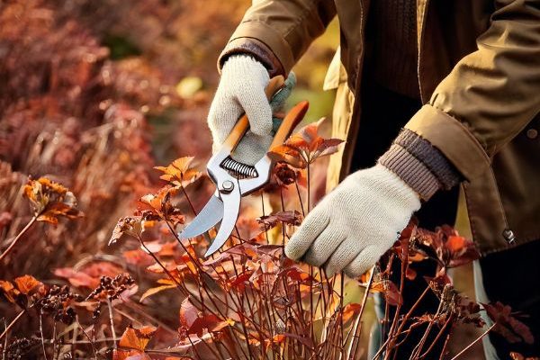 Beginner gardening: when and how to prune your perennials in 4 easy steps