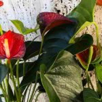 Diseases and parasitic pests of Anthurium: identification, treatment and prevention