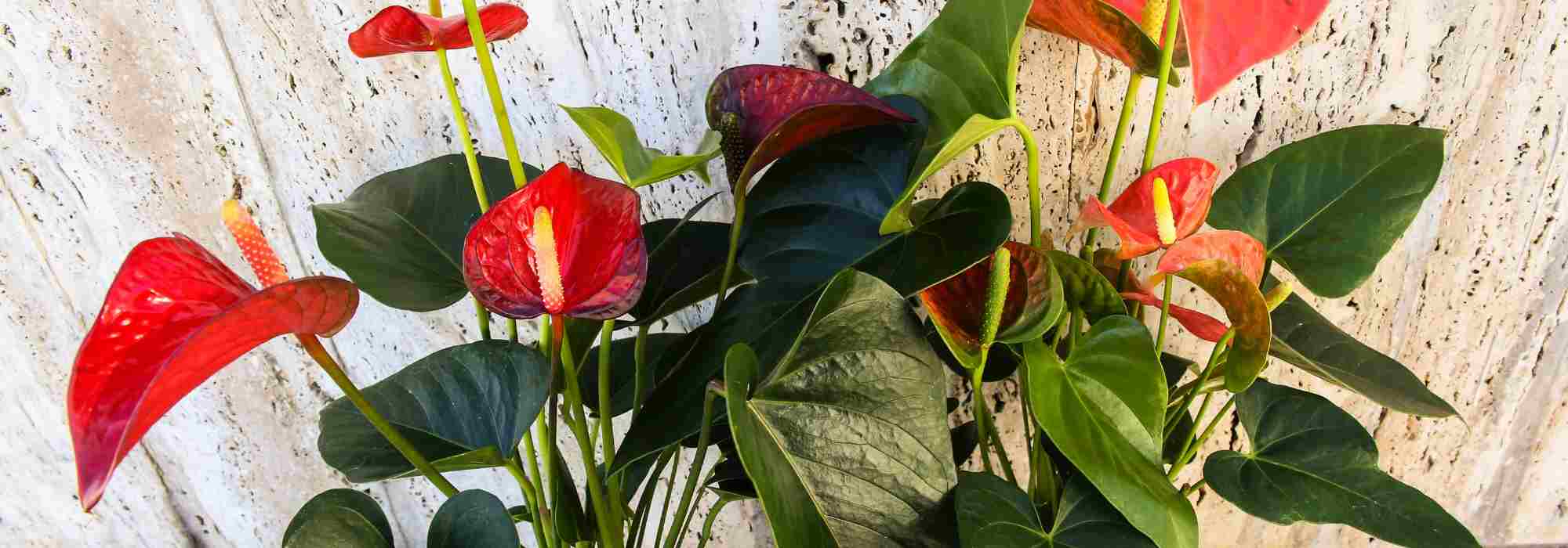 Diseases and parasitic pests of Anthurium: identification, treatment and prevention