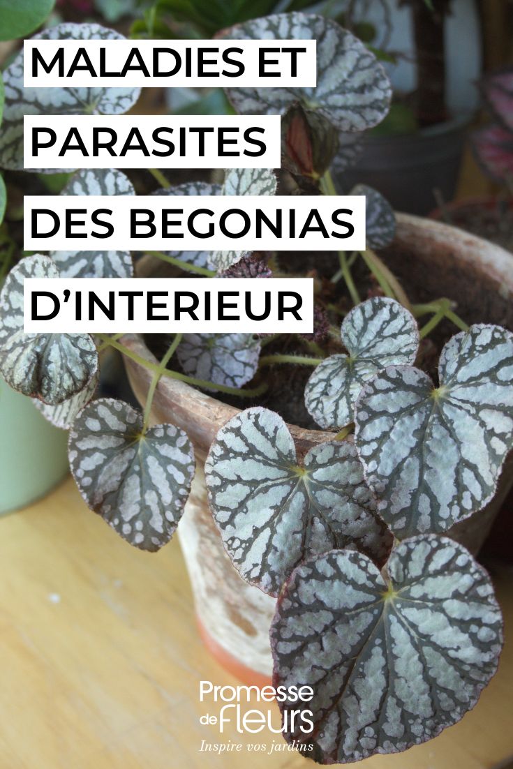 Diseases and Parasites of Indoor Begonias 2 Bégonia Rex 'Silver Dollar' Plante d'Intérieur