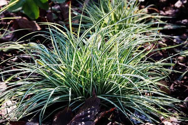 How to propagate carex?