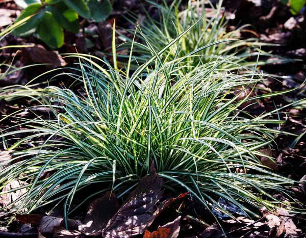 How to propagate carex?