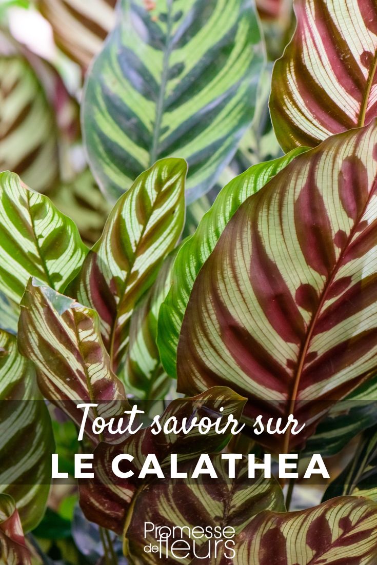 All you need to know about Calathea Calathea