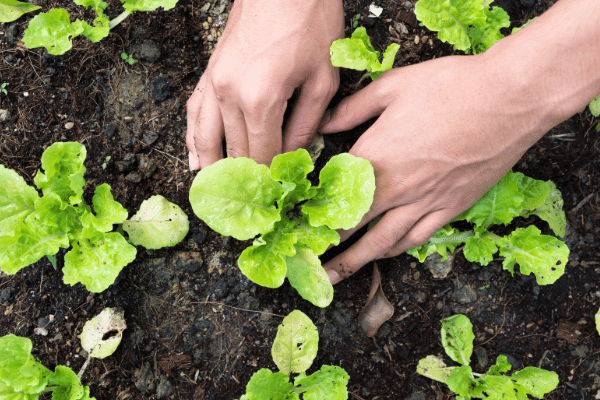 I've just received my order of vegetable plug plants: what should I do?