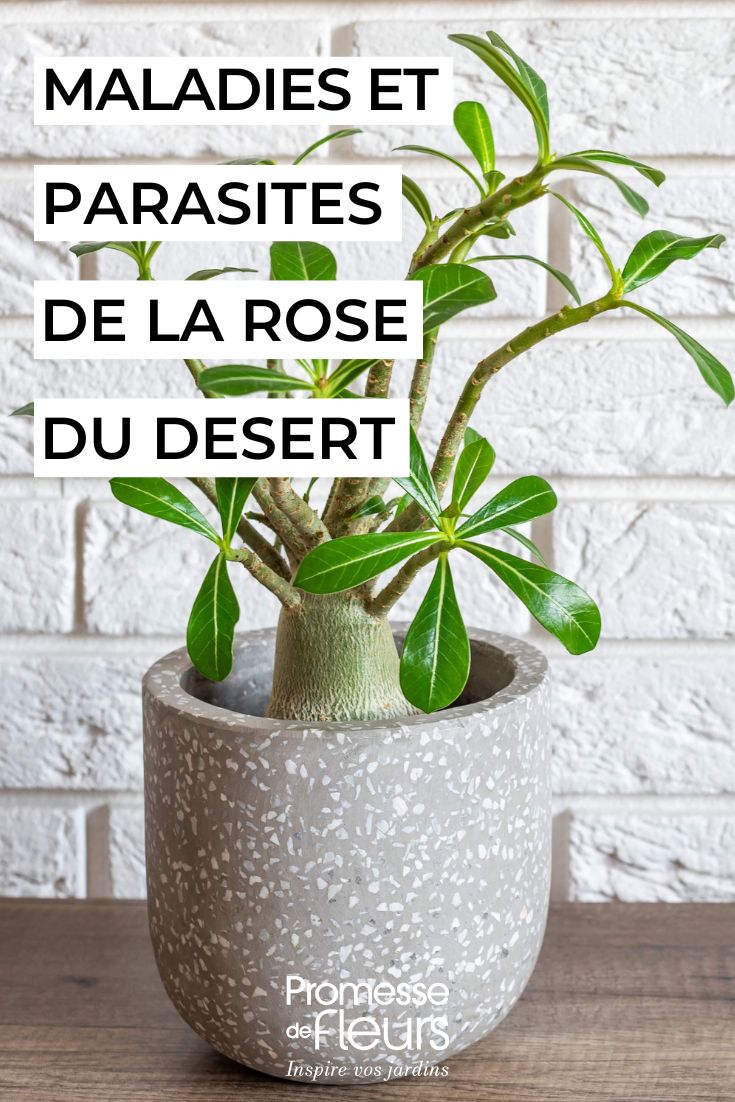 L'Adenium, également connu sous le nom de "rose du désert", est une plante succulente originaire d'Afrique et d'Arabie. Pour bien prendre soin de votre Adenium, voici quelques conseils :

1. **Lumière** : Placez votre Adenium dans un endroit lumineux, de préférence en plein soleil. Elle a besoin de beaucoup de lumière pour bien se développer.

2. **Arrosage** : Arrosez modérément votre Adenium, en laissant sécher le substrat entre deux arrosages. Évitez l'excès d'eau qui peut entraîner la pourriture des racines.

3. **Substrat** : Utilisez un substrat bien drainant, comme un mélange de terreau spécial cactées et de sable. Cela permettra d'éviter l'accumulation d'eau au niveau des racines.

4. **Température** : L'Adenium apprécie les températures chaudes, entre 20 et 30°C. Évitez les températures inférieures à 10°C.

5. **Taille** : Vous pouvez tailler votre Adenium pour favoriser une croissance compacte et ramifiée. Taillez les branches mortes ou malades pour favoriser la santé de la plante.

6. **Fertilisation** : Fertilisez votre Adenium avec un engrais spécial plantes succulentes, une fois par mois pendant la période de croissance (printemps-été).

En suivant ces conseils, vous pourrez profiter d'un Adenium en pleine santé et profiter de ses magnifiques fleurs tout au long de l'année.
