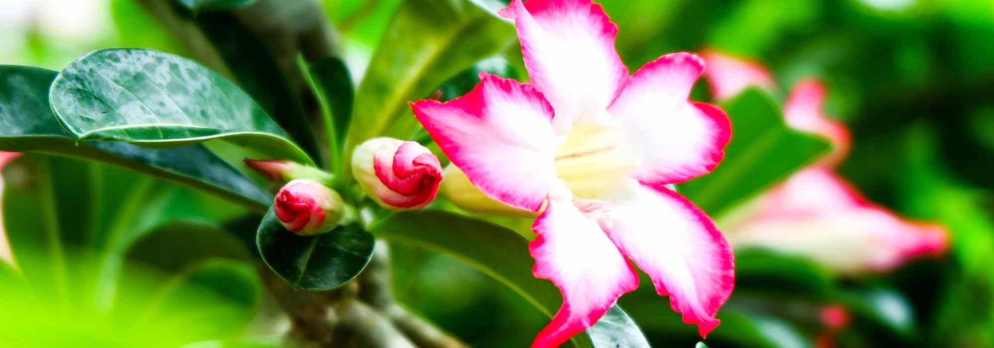 Adenium - Desert rose : how to grow and care for it