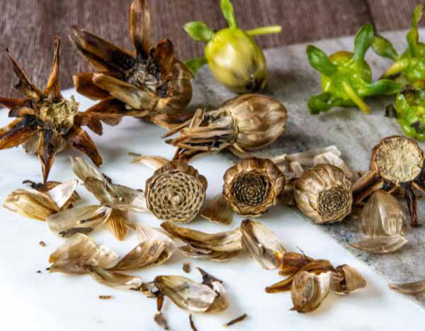 How to sow dahlias?