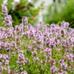 How to treat a sore throat with thyme?