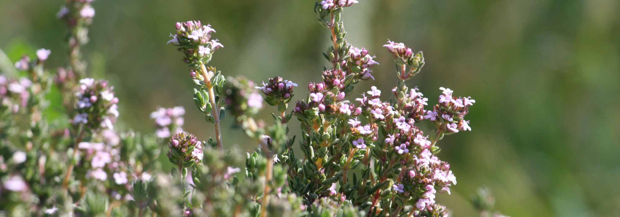 How to naturally treat a cold with thyme?