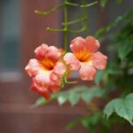 How and When to Prune the Trumpet Vine?