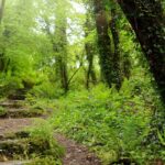 Canopy Effect Garden trend, or how to recreate a forest at home