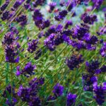 Between blue and purple, the Future Dusk colour brings the garden to life