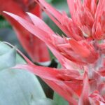 Aechmea: seasonal care