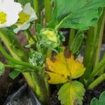 What to use instead of a mulch sheet? Our eco-friendly and durable alternatives