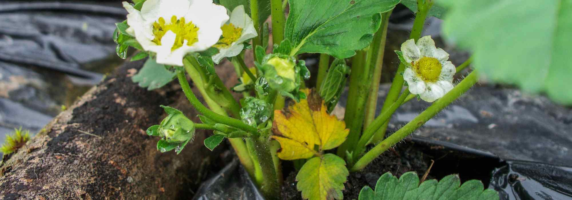 What to use instead of a mulch sheet? Our eco-friendly and durable alternatives