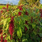 How to harvest and use amaranth in cooking?