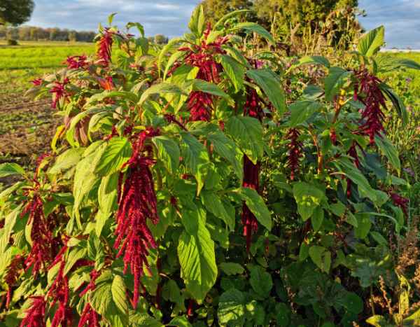 How to harvest and use amaranth in cooking?