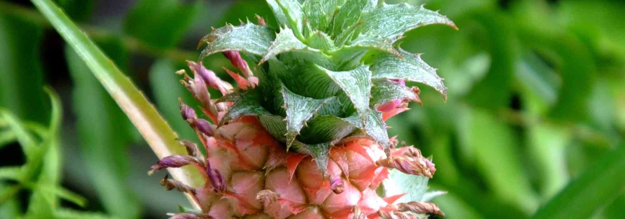 <h2>Pineapple: Caring for This Houseplant Through the Seasons</h2>

<p>The pineapple plant (<em>Ananas comosus</em>) is a fascinating and exotic addition to any indoor plant collection. With its striking foliage and potential to produce fruit, it’s a rewarding plant to care for. Here’s how to maintain your pineapple plant throughout the year, ensuring it thrives in every season.</p>

<h3>Spring: A Time for Growth</h3>
<p>As the days grow longer and temperatures rise, your pineapple plant will enter its active growth phase. Place it in a bright spot with indirect sunlight, as direct sun can scorch its leaves. Water regularly, keeping the soil moist but not waterlogged. This is also an ideal time to repot if the plant has outgrown its container.</p>

<h3>Summer: Watch for Blooms</h3>
<p>During summer, your pineapple plant may produce a flower spike, which eventually develops into the fruit. Ensure it receives plenty of light and warmth, but avoid placing it in direct midday sun. Increase watering slightly, but always allow the top layer of soil to dry out between waterings. A balanced liquid fertiliser every two weeks will support healthy growth.</p>

<h3>Autumn: Preparing for Rest</h3>
<p>As autumn approaches, growth will slow down. Reduce watering and stop fertilising to allow the plant to enter a rest period. Keep it in a bright location, but protect it from cold drafts. If you’ve been lucky enough to harvest a pineapple, this is a good time to remove the spent fruit and tidy up the plant.</p>

<h3>Winter: Minimal Care</h3>
<p>In winter, your pineapple plant requires minimal care. Water sparingly, as overwatering can lead to root rot. Ensure it’s kept in a warm spot, ideally above 15°C (59°F), and away from cold windows. If the air is dry, consider misting the leaves occasionally to maintain humidity.</p>

<h3>General Tips</h3>
<ul>
  <li><strong>Light:</strong> Bright, indirect light is ideal.</li>
  <li><strong>Water:</strong> Keep the soil moist but not soggy.</li>
  <li><strong>Humidity:</strong> Pineapple plants appreciate moderate humidity.</li>
  <li><strong>Fertiliser:</strong> Use a balanced fertiliser during the growing season.</li>
</ul>

<p>With proper care, your pineapple plant can be a long-lasting and delightful addition to your home. Enjoy the journey of nurturing this tropical beauty!</p>