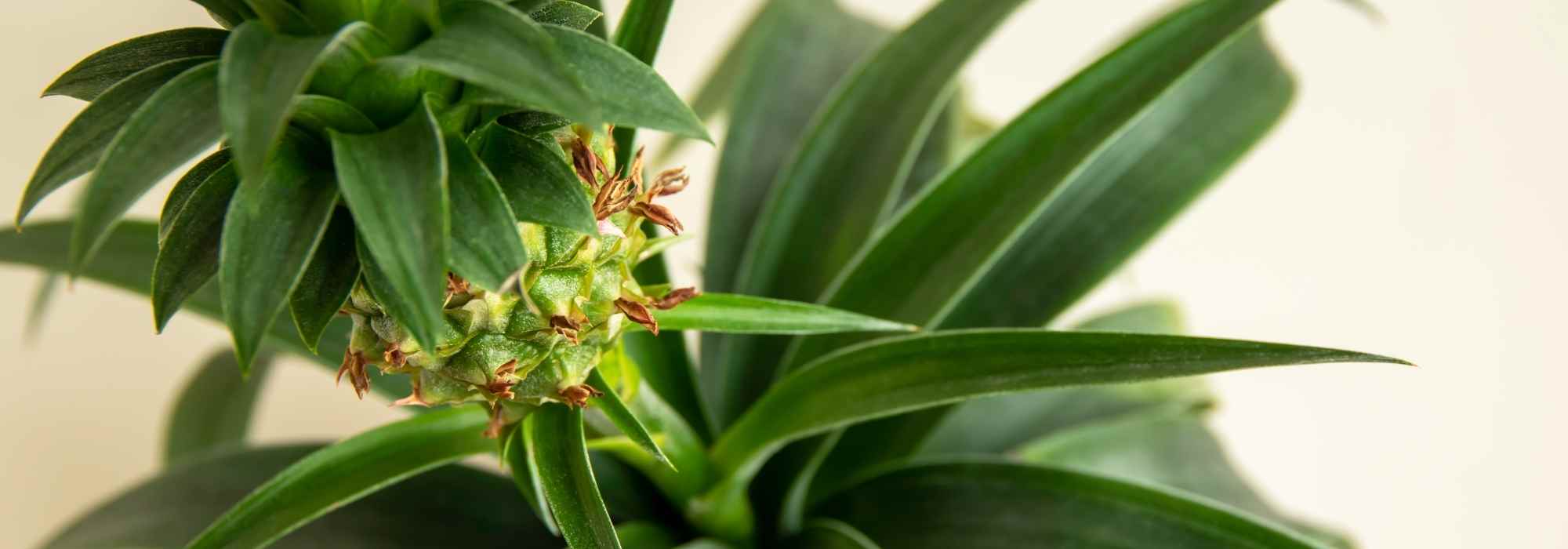 Pineapple diseases and parasites: how to identify and treat them?