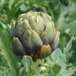 Growing artichokes: a medicinal plant with numerous health benefits