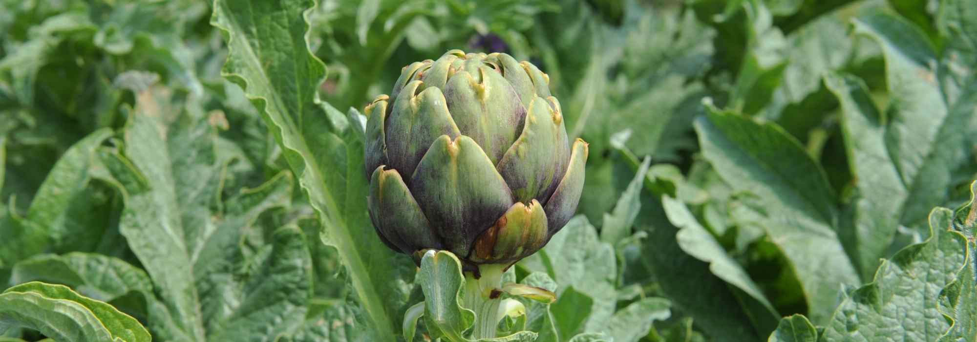 Growing artichokes: a medicinal plant with numerous health benefits