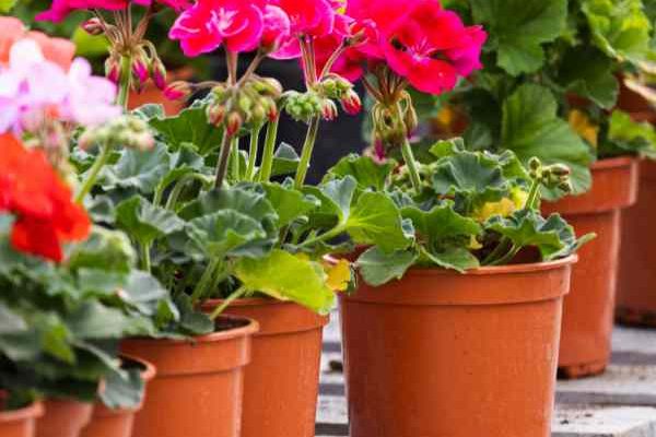 How to take cuttings from pelargoniums or balcony geraniums?