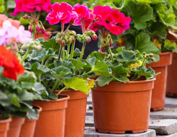 How to take cuttings from pelargonium or balcony geraniums?