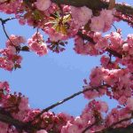 Which pink-flowering cherry trees to choose for an enchanting garden?