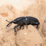 Agave Weevil: Effective identification, treatment and prevention