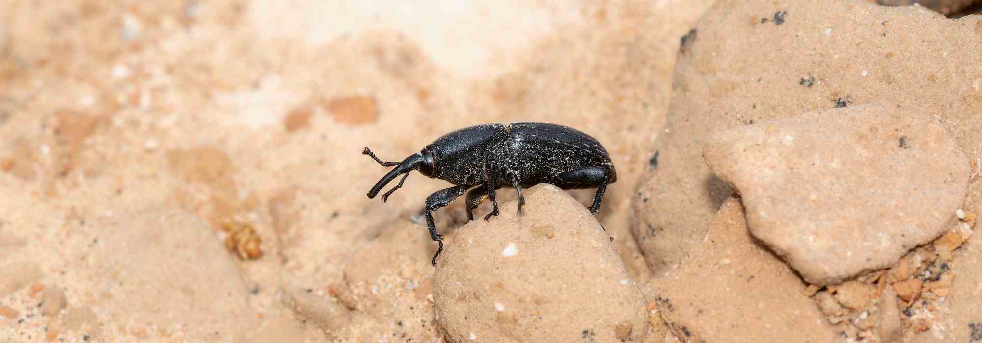 Agave Weevil: Effective identification, treatment and prevention