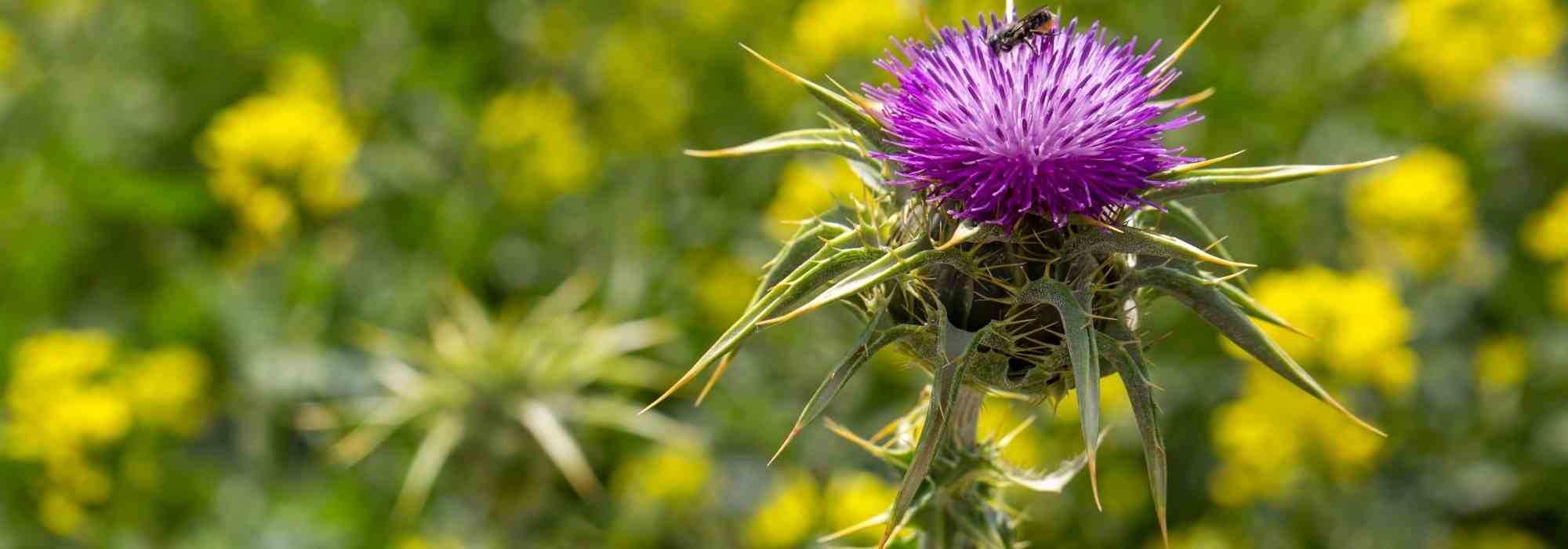 Milk thistle: a medicinal plant to grow for its benefits