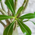 Adenium or Desert rose: Seasonal care