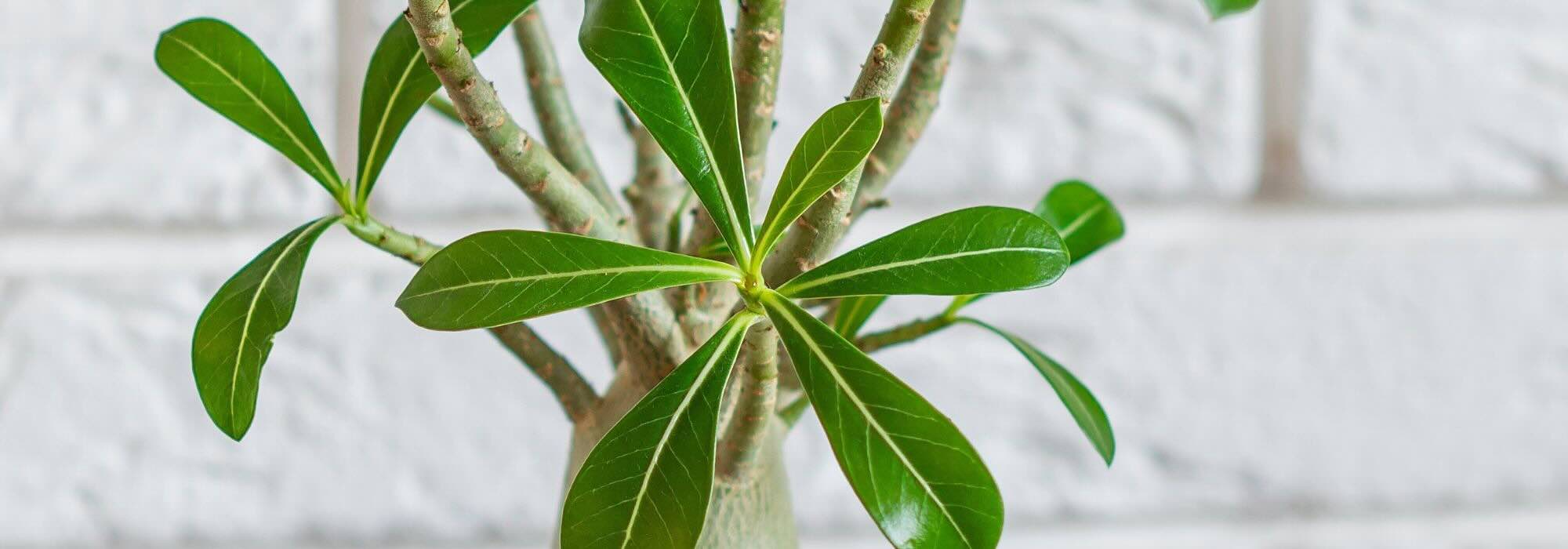 Adenium or Desert rose: Seasonal care