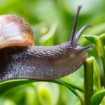 Snails and slugs in the garden: allies or pests?