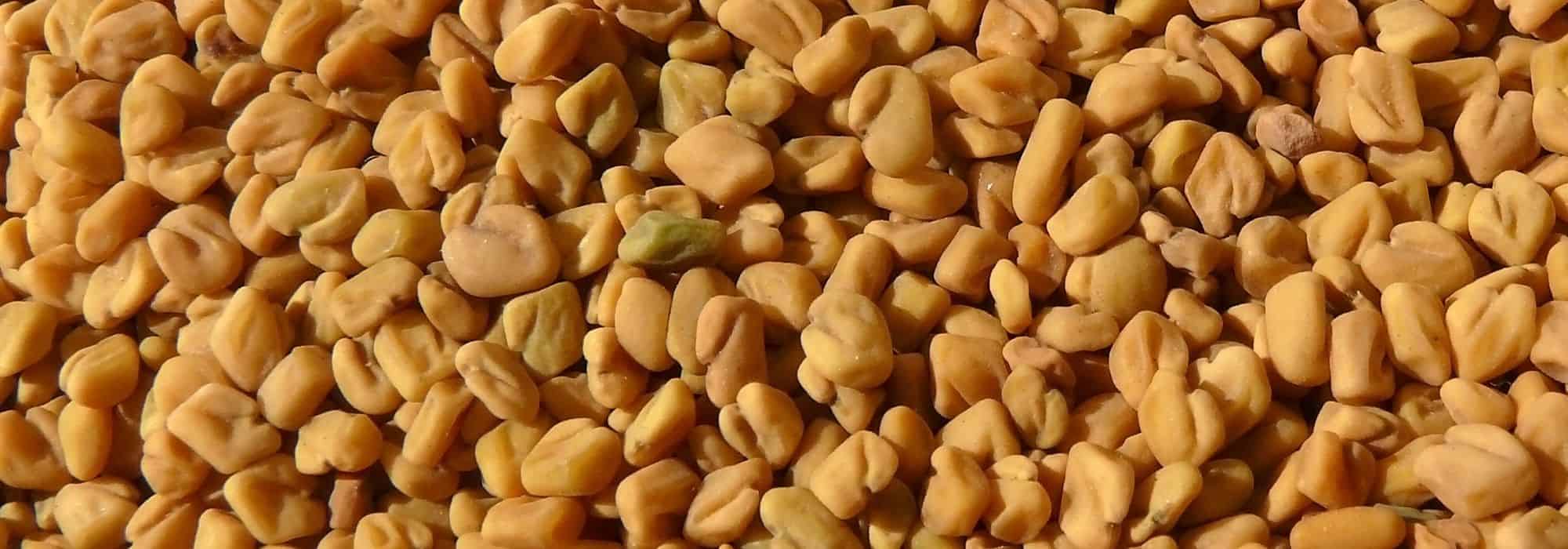 Growing medicinal plants: Fenugreek and its health benefits