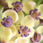 Late Spring Climbing Plants: For a Garden That Heralds Summer!