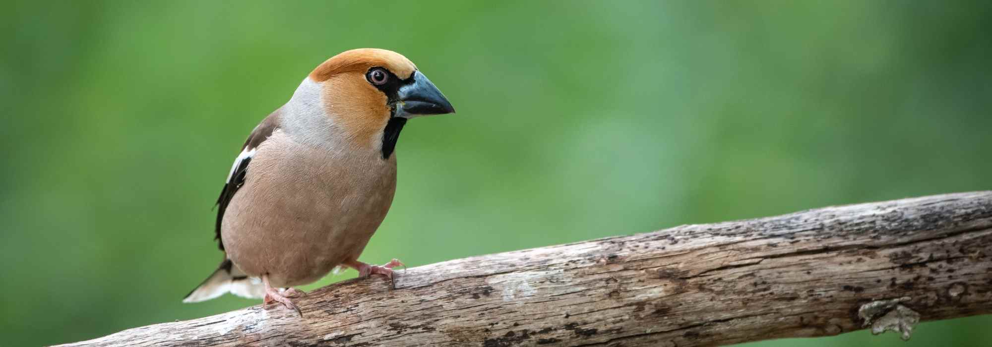 How to attract the large beak stone-cracker in your garden?