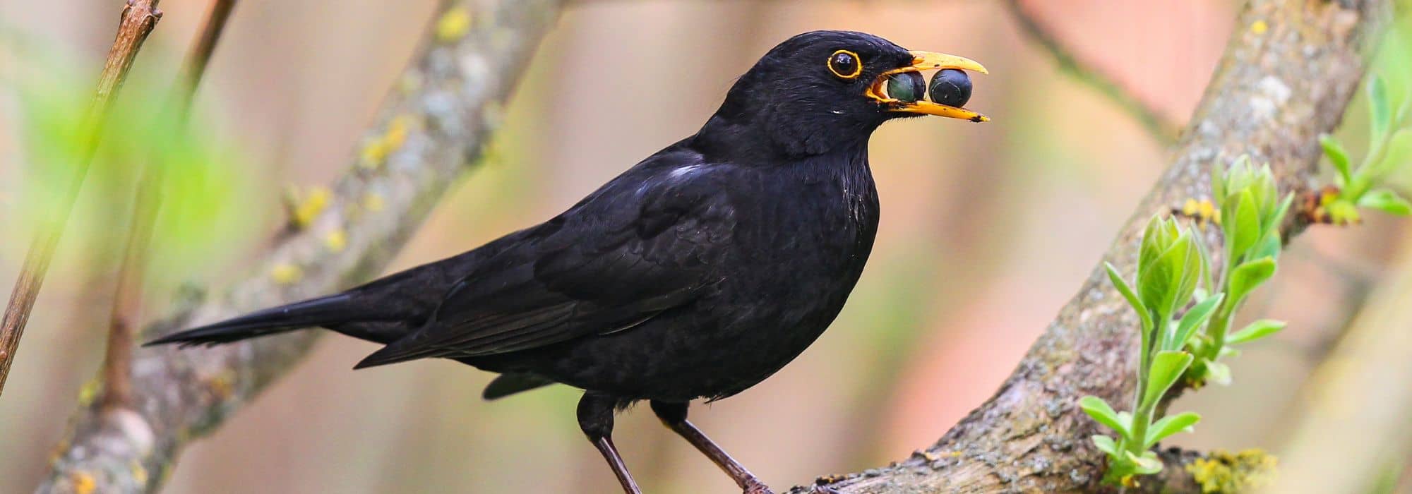 The best berries to attract and feed birds in the garden