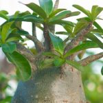Desert Rose, Adenium: diseases and pests