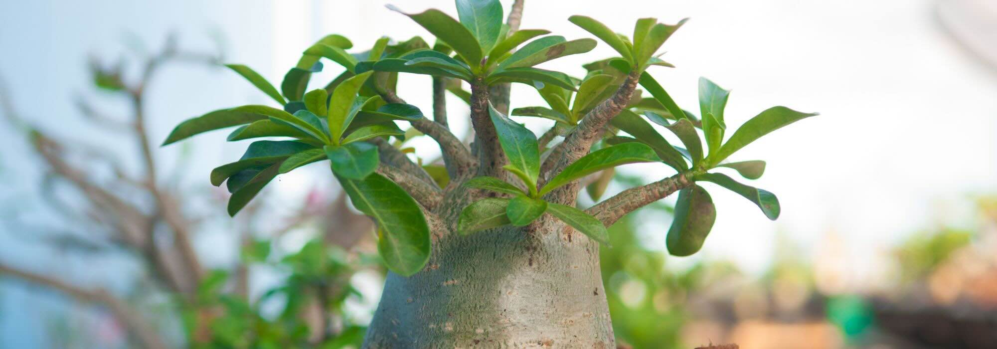 Desert Rose, Adenium: diseases and pests