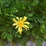 Diseases and parasitic pests of Euryops