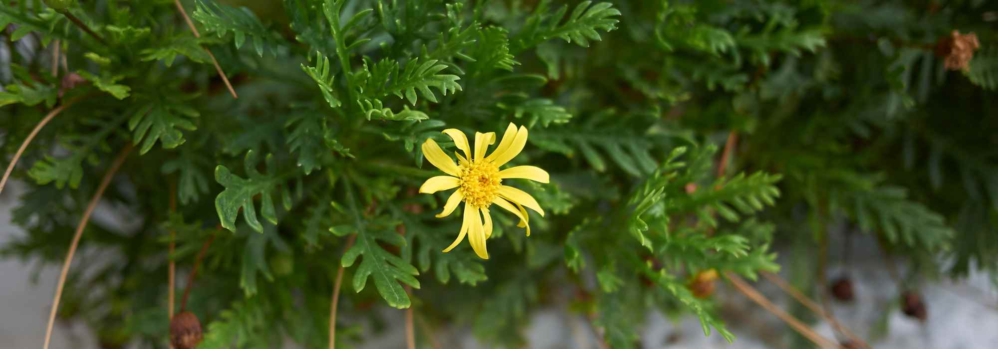 Diseases and parasitic pests of Euryops