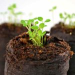 I have just received my order of annual plug plants. What should I do?