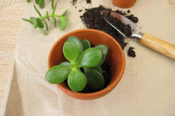 How to propagate Crassulas?