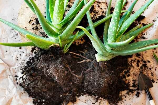 How to propagate aloe plants easily?