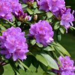 How to propagate rhododendron easily?