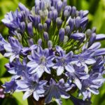 Plants that like to be root-bound